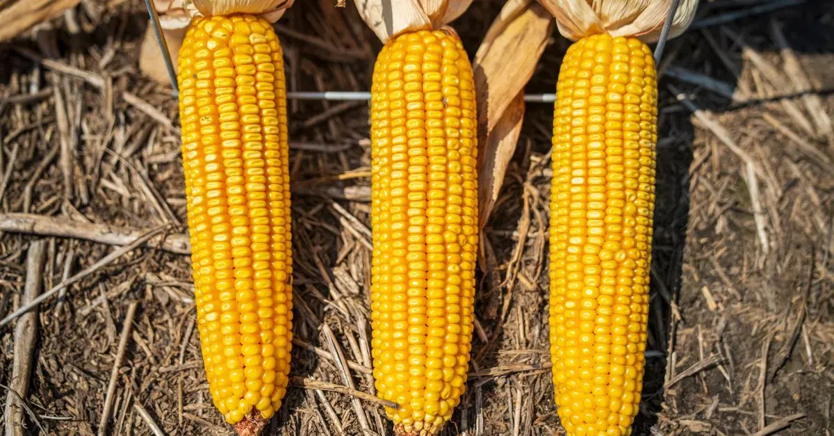 Cereales, azúcar y aceite de palma presionan los costos: lo que el índice de la FAO anticipa para las plantas de alimentos en Latinoamérica