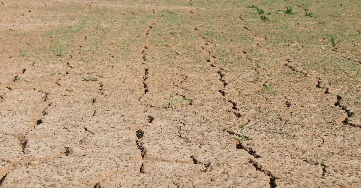 El Niño tocará techo en diciembre, pero la cuenta para la industria de alimentos llegará en 2027